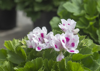 White geranium flowers with pink spots