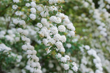 white round flower branch