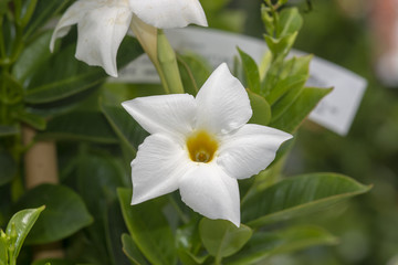 Obraz na płótnie Canvas White nerium oleander flower