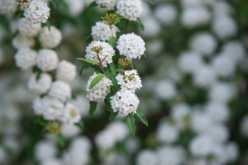 white round flower branch