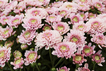 Beautiful dandelion background, pink flowers is blooming in the garden.