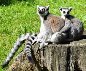 Ring taled lemur couple outdoor