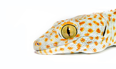  Gecko, isolated on white background