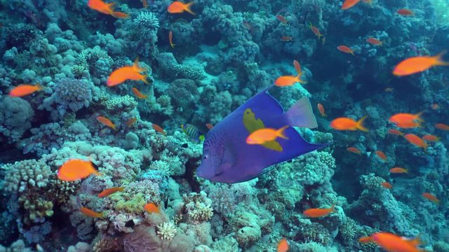 Yellowbar angelfish swimming along a School of Sea goldies among the coral reef. Scuba Diving Red Sea, Egypt. Pomacanthus maculosus, Anthias, Pseudanthias squamipinnis