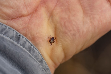 Ixodes ricinus, the castor bean tick, is a chiefly European species of hard-bodied tick. Carrier Lyme disease and tick-borne encephalitis on the human arm.