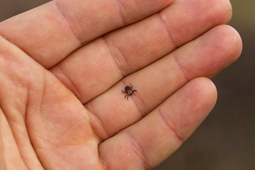 Ixodes ricinus, the castor bean tick, is a chiefly European species of hard-bodied tick. Carrier Lyme disease and tick-borne encephalitis on the human arm.