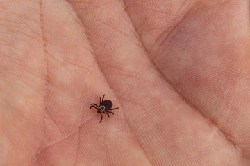 Ixodes ricinus, the castor bean tick, is a chiefly European species of hard-bodied tick. Carrier Lyme disease and tick-borne encephalitis on the human arm.