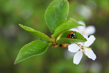 ladybug 