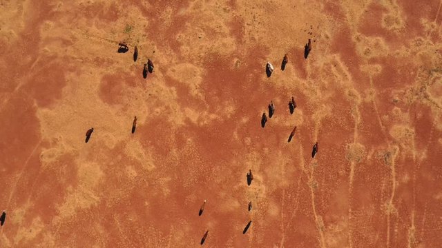 Top down aerial shot of cattle being mustered through the desert in the Australian Outback. Drought landscape.