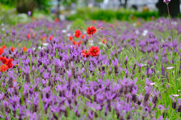 flower garden in Yokohama, Japan