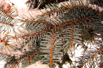the branches of the pine