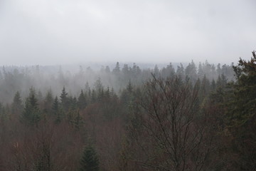 Baumwipfelpfad in bad wildbad im Schwarzwald 