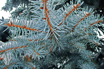 Naklejka na ściany i meble the branches of the pine.