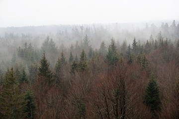 Baumwipfelpfad in bad wildbad im Schwarzwald 