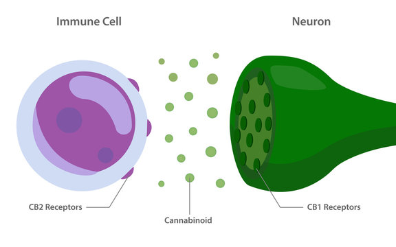 Endocannabinoid System between Immune Cell and Neuron Diagram