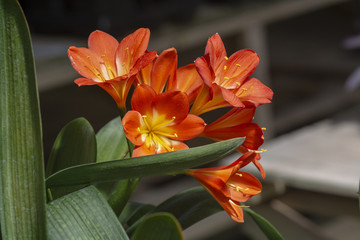 Orange color clivia flowers