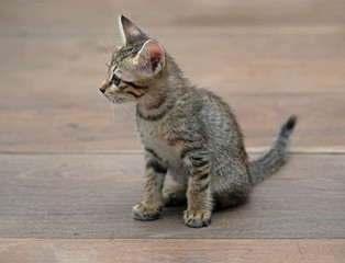 Close up Cute Tabby Kitten on Wooden Floor
