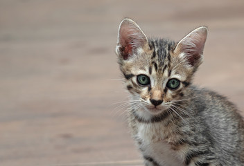 Close up Cute Tabby Kitten on Wooden Floor with Copy Space