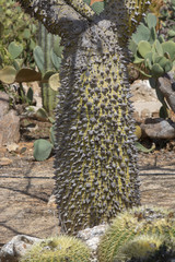 Chorisia tree trunk with sharp thorns