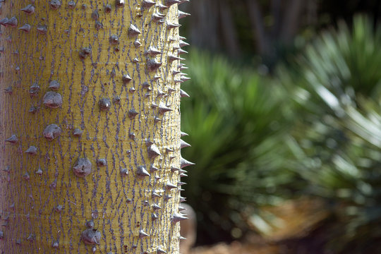 Chorisia tree trunk with sharp thorns