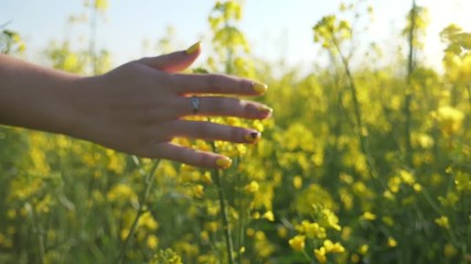 Young female hand touching the blossoming rapeseed flowers in field in slo-mo 