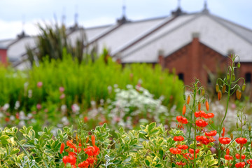 flower garden in Yokohama, Japan