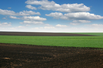 Plowed and green wheat field in spring agriculture