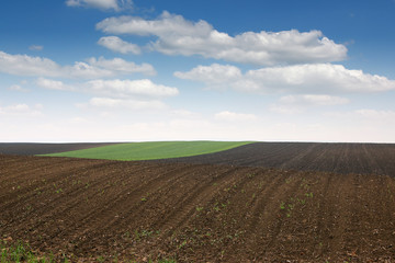 Fototapeta na wymiar Plowed and green wheat field in spring landscape