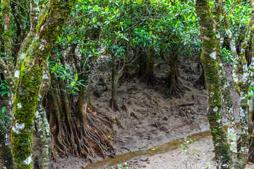 奄美大島マングローブ国立公園特別保護地区