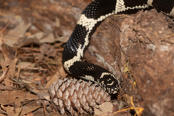 Milk Snake on the North Carolina Coast	