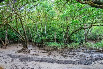 奄美大島マングローブ国立公園特別保護地区