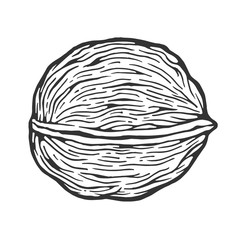 Walnut nut sketch engraving vector illustration. Scratch board style imitation. Black and white hand drawn image.