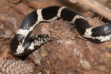 Milk Snake on the North Carolina Coast	