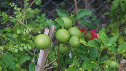 The Bergamot trees.
