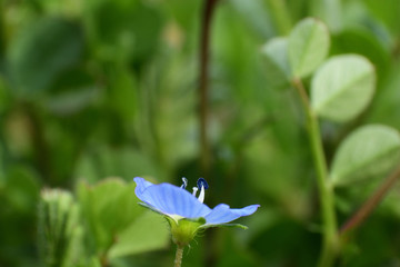 Tiny blue flower in early spring.