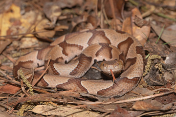 Southern Copperhead on the North Carolina Coast	