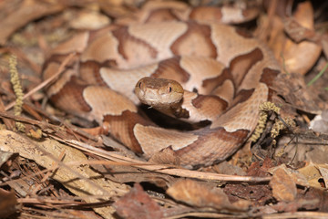 Southern Copperhead on the North Carolina Coast	