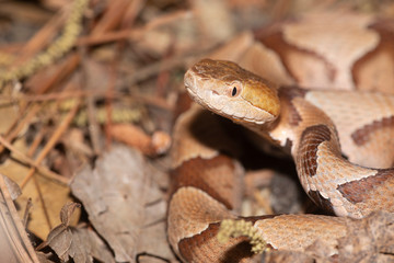 Southern Copperhead on the North Carolina Coast	
