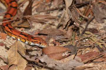 Corn Snake on the North Carolina Coast