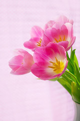 Vertical photo of beautiful pink tulips, brightly lit by sunlight through the blinds and fabric of pink color in the background. 