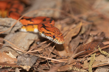 Corn Snake on the North Carolina Coast