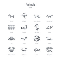 set of 16 animals concept vector line icons such as orangutan, orca, pallas cat, philippine tarsier, polecat, puffer, raven, roe. 64x64 thin stroke icons