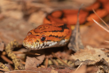 Corn Snake on the North Carolina Coast