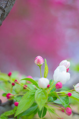 white flowers on green background