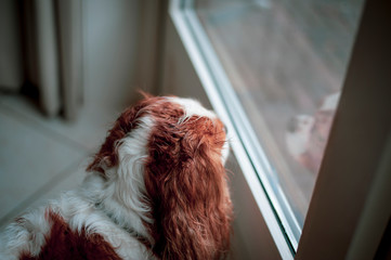 dog looking in window