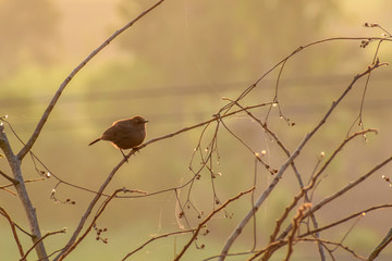Indian Robin on Tree