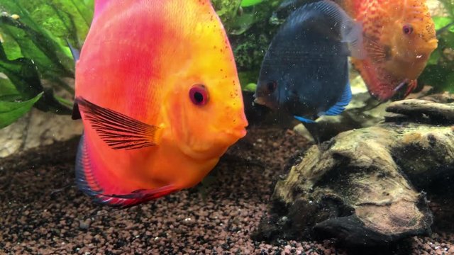 Ein tropischer Buntbarsch aus dem Amazonasbecken. Diskus Fisch