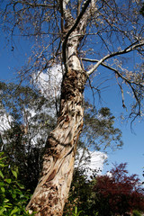 Tasmanian Eucalyptus tree