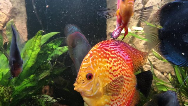 Ein tropischer Buntbarsch aus dem Amazonasbecken. Diskus Fisch