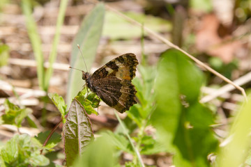 butterfly on the grass